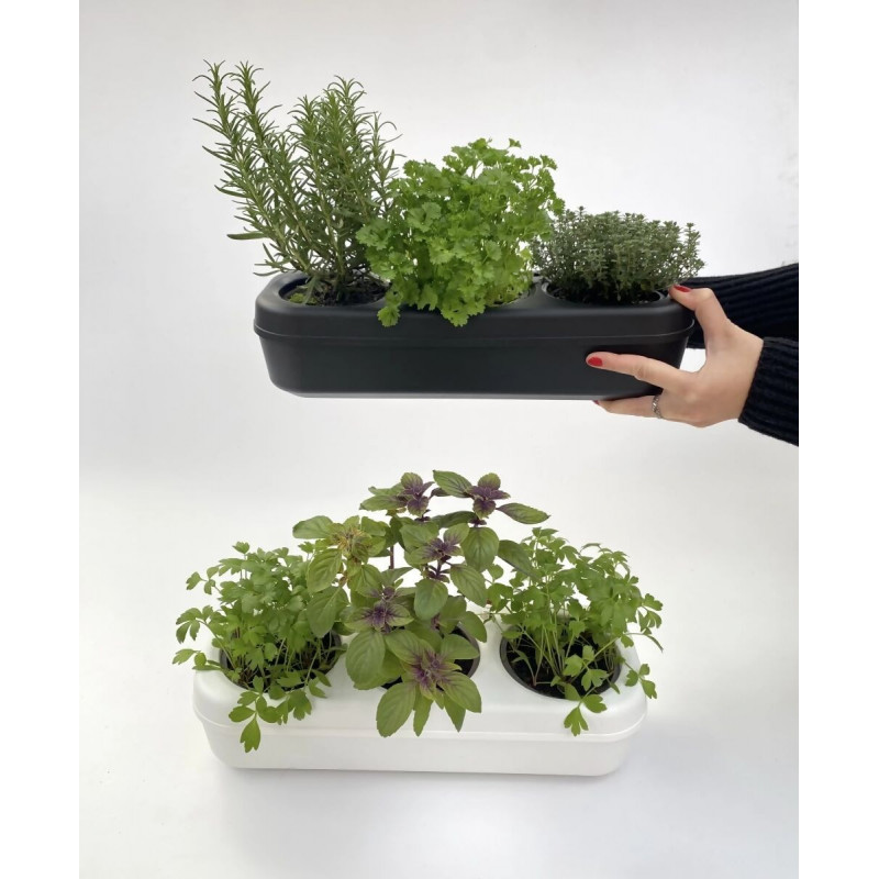 Kit démarrage basilic urbain