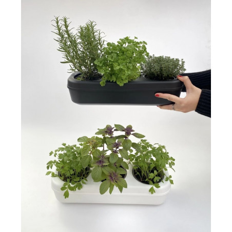 Kit démarrage basilic urbain