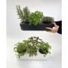 Kit démarrage basilic urbain
